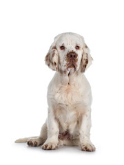Cute Clumber Spaniel dog pup, sitting up facing front. Looking towards camera with the typical...