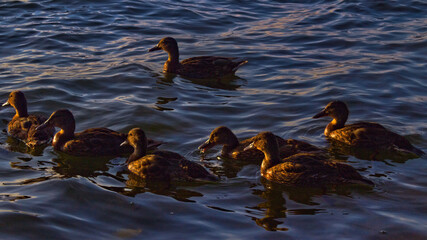 ducks in the light of setting sun © Mikoaj
