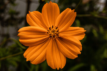orange flower in the garden