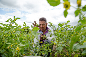 close up Farmer collects tomatoe green in the field