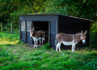 Three donkeys around their stable