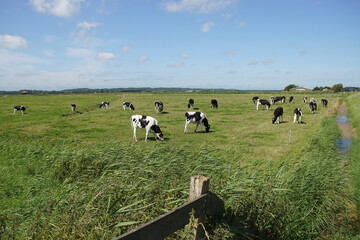 Pasture landscape. Black and white cows in the meadow in the Netherlands. Summer, August, Netherlands.
