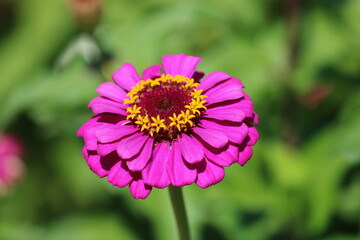 Obraz premium Beautiful Zinnia Flower Close Up