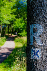 Obraz premium Sommerwanderung entlang des Rennsteigs bei schönstem Sonnenschein