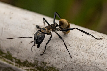 ant on a leaf
