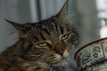 Tabby cat on central heating and window with plant pot