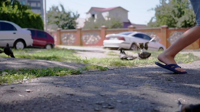 Child Chases Hungry Street Pigeons in Yard, and Doves Run and Fly Away. Feet of a boy in flip flops run on asphalt and scare the birds. Frightened birds scatter in different directions. Slow motion.