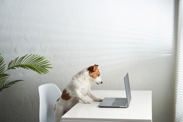 dog with a laptop. Jack russell terrier in a light office. pet at work
