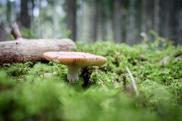 Mushrooms and moss, beautiful mushrooms on the forest ground. Mushroom picking. Defocused