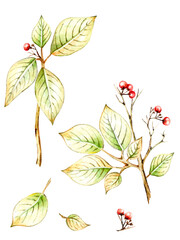 Beautiful autumn tree branches, leaves and berries. Unusual autumn, watercolor and black pen, handmade