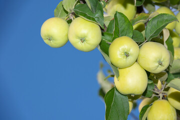 Green apples on a branch ready to be picked, selective focus, close-up. Fresh green apples on a tree in a summer garden against a blue sky background, copy space. Natural healthy diet food concept