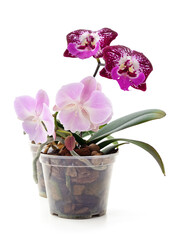 Pink orchid flowers.