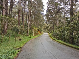 Fototapeta premium road in the woods