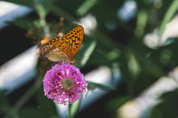 Kaisermantel auf einem Schmetterlingsflieder