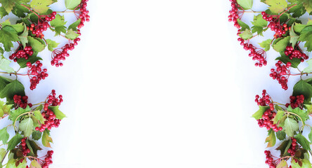 Red viburnum berries with green leaves, isolated on a white background.