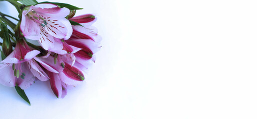 Pink flowers of alstroemeria on a white background. Background for greeting cards, greetings, invitations.