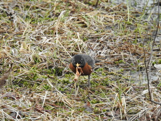 American Robin with a frog in its beak, in the Quehanna Wild Area, Moshannon State Forest,...