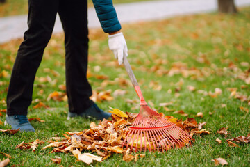 Rake with fallen leaves in autumn.  Man cleans the autumn park from yellow leaves. Volunteering,...