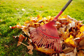 Rake with fallen leaves in autumn.  Man cleans the autumn park from yellow leaves. Volunteering,...