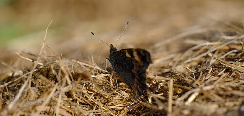 Motyl na sianku © Krzysztof