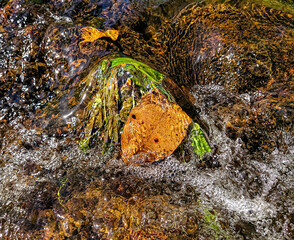 Obraz premium A leaf that decomposes under the water