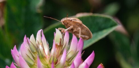 pluskwiak na koniczynie