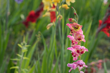 Colorful pink gladiolus spike on a gladiolus field or cutting garden.