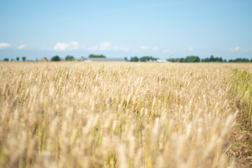 wheat field in summer