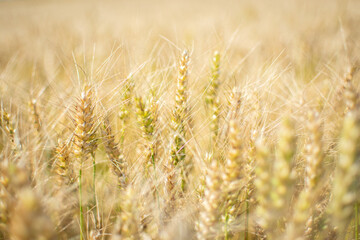 golden wheat field
