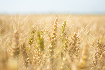 golden wheat field