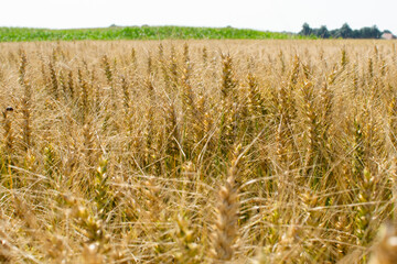 golden wheat field in summer