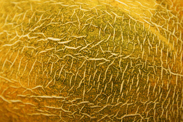Melon peel texture. Close-up. Background. Space for text.