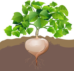 Vector illustration of yam tuber plant.
