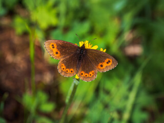 The Scotch argus (Erebia aethiops) lives in green meadows in Altai mountains.