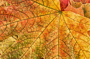 Autumn maple orange-yellow leaf with green veins close-up