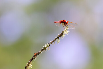 Cardinal meadowhawk against bokeh background