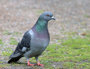 Dove