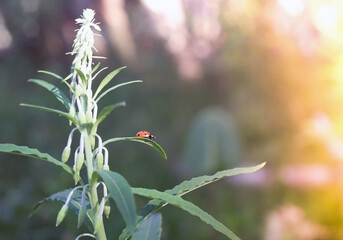 Ladybug sitting on a flower leaf warm spring day