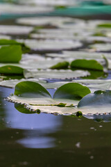 close green lily pads in rural summer lake