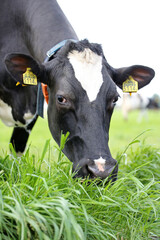 black and white cow eat grass