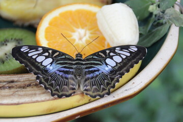 butterfly on a orange