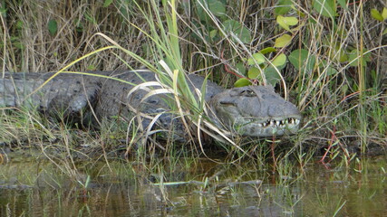 alligator in the swamp
