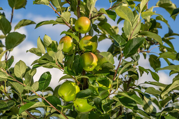 Red Pomegranate Harvest at Tree in Sunny day