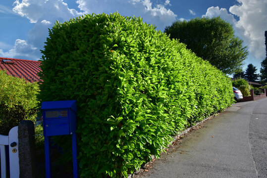 Grünzaun aus Kirschlorbeer (Prunus laurocerasus) zwischen Bürgersteig und  Wohngrundstück