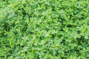 Fototapeta na wymiar green clover leaves with dew background