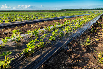 Strawberry plantation under mulch foil and with drip irrigation. Plants growing under black plastic sheets. - obrazy, fototapety, plakaty
