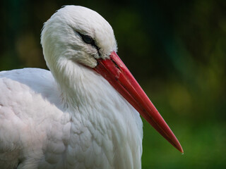 Portrait eines Weißstorches, Blickrichtung rechts, Ciconiidae