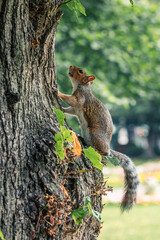 squirrel on tree