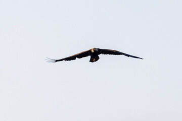 bald eagle flying high in summer sky