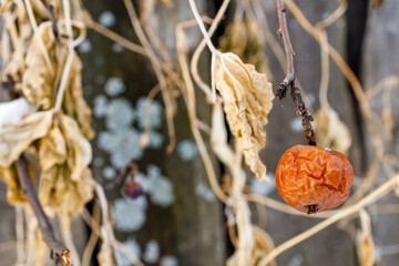 dry wrinkled apple in the winter on a tree branch